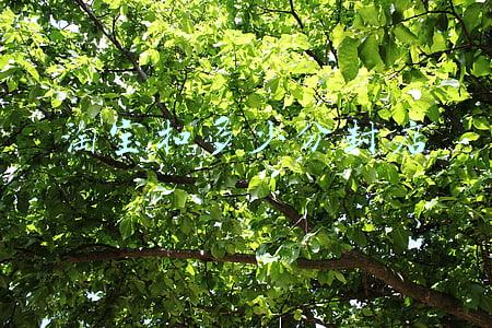 淘宝多少分永久封店(淘宝多少分会封店)