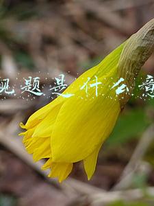 客观题是什么意思