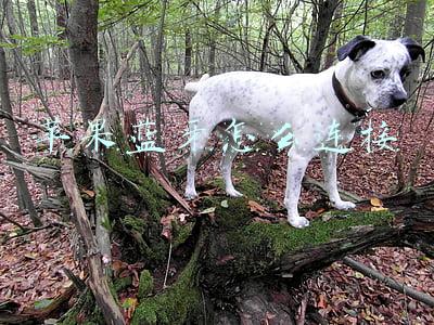 苹果蓝牙怎么连接华为手机(华为freebuds4i能连苹果手机吗 怎么配对iphone手机)