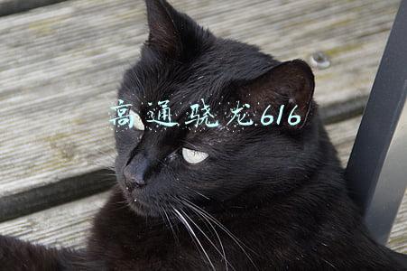 高通骁龙616 高通骁龙616