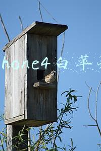 iphone4白苹果