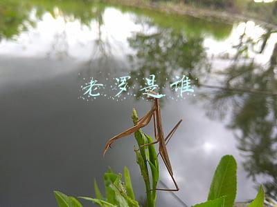 老罗说茶的老罗是谁(从“茶马古道”到台湾合欢山——“网红”老罗千里访茶记)