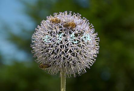 锤子手机老罗是谁(罗永浩回应被列老赖：已还3亿多债务，个人承担数千万，锤子科技还会做下去)