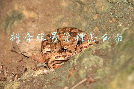 抖音账号资料编辑(抖音实用小技巧 如何修改主页“编辑企业资料”为“编辑资料”)
