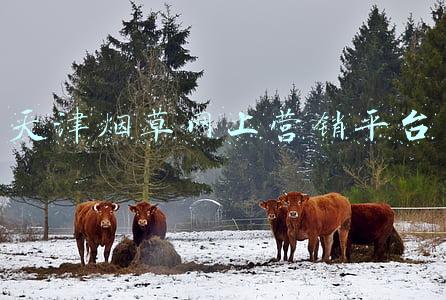 天津烟草网上营销平台