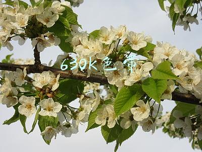 630k色带架怎么安装(win10 专业版安装爱普生lq630k打印机的方法)