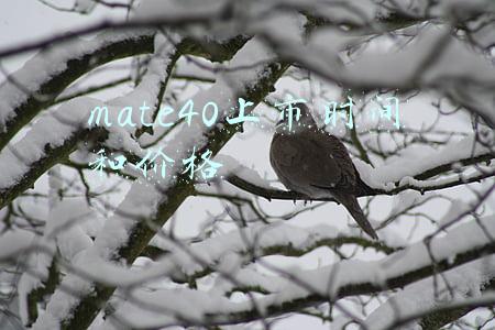 华为mate40上市时间(华为Mate40明日正式开售，有这些亮点)