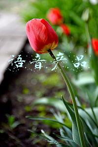 语音产品