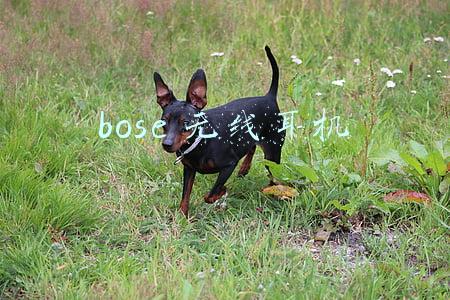 bose无线耳机连接电脑(安静、舒适两相宜，Bose QC45无线降噪耳机体验)