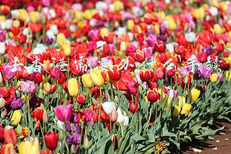 去香港需要办什么手续和证件(2021年持探亲证过香港攻略)