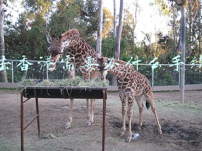 去香港需要办什么手续