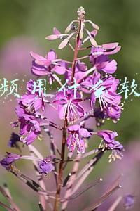 做视频用什么软件好