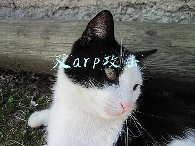 arp攻击的原理及防范(ARP协议的产生，原理，作用，如何防止ARP的攻击)