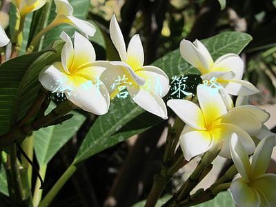 茶叶营销策略分析(谈茶叶的营销)