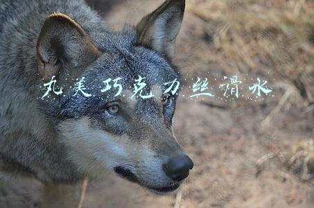 丸美巧克力丝滑水