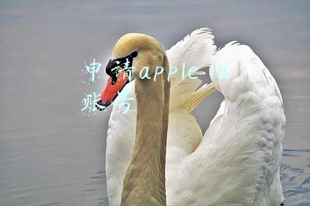 怎样申请apple id账号(最新注册Apple ID外区教程)