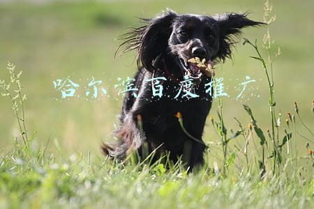 哈尔滨百度推广公司(从“去油”到“炒油”，油腻学成了新的流量密码)