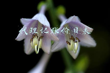 代理记账价格表模板(代理记账怎么收费？)