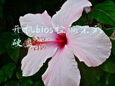 开机bios检测不到硬盘