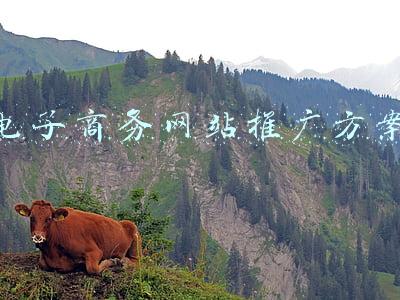 电子商务网站推广方案