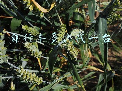 自行车多少钱一台 自行车多少钱一台