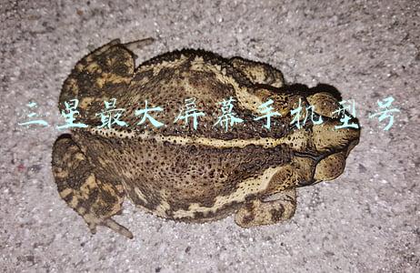 三星最好的手机屏幕是什么型号(高质量屏幕的“守望者”一加 10 Pro再次交出屏幕高分答卷)