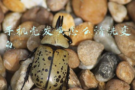 手机壳发黄怎么清洗变白