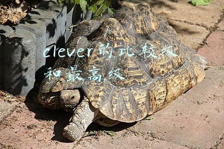 Clever的比较级和最高级是什么(八年级上册语法形容词副词比较级最高级，宾语从句)