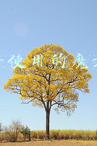 初学者使用的魔方口诀最简单的(只需三个公式，三阶魔方超简单入门教程1：基本知识和操作)