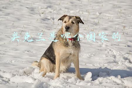 奥克兰是哪个国家的