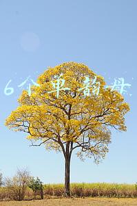 6个单韵母