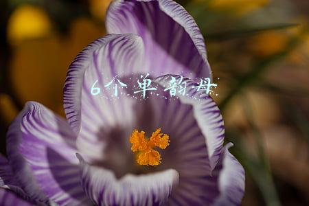 6个单韵母