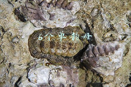 6个单韵母儿歌(一年级的家长们：6个单韵母难倒一大片，要想学会它，方法真简单)