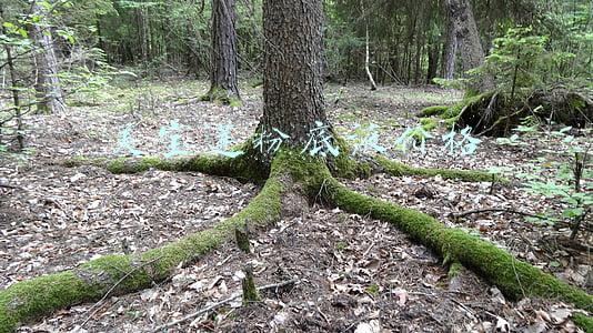 美宝莲粉底液价格差距为什么这么大(亲测20到100元粉底，它们之间到底有什么不同？)