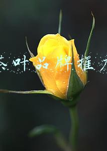 茶叶品牌推广