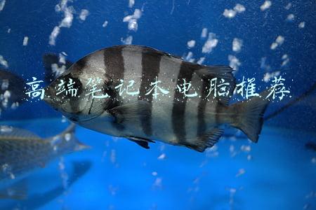 中高端笔记本电脑推荐(必买：实用又能打！3款全面均衡的高端商务本推荐)