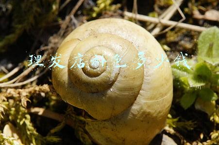 理发店染头发多少钱 自己带染发膏去理发店染头发多少钱