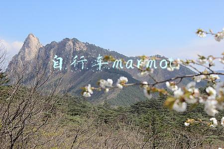 自行车marmot