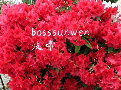bosssunwen皮带