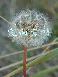 定向营销的弊端(定向广告这么“香”，为什么商家却不爱用？| 学术光华)