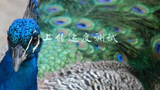 测试上传下载速度(关于百兆宽带测速)