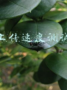 测速上传速度大于下载速度(为什么你买了200M带宽，只能用20M的网速？)