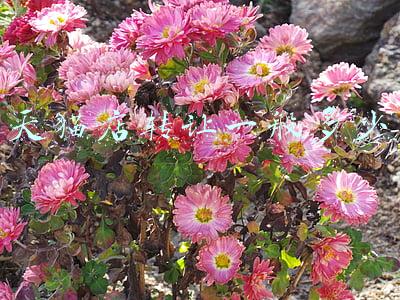 天猫店转让费用多少_天猫店转让流程及费用