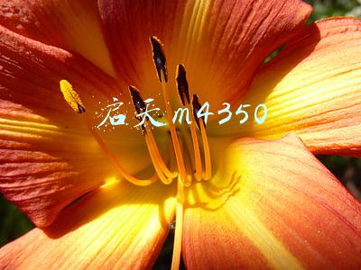 启天m4350