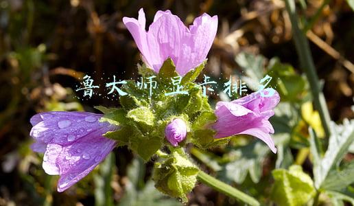 鲁大师显卡排名