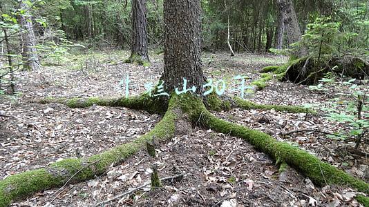 牛栏山30年窖藏53度(北京牛栏山二锅头价格表大全)