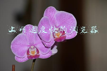 哪款手机上网速度快(运行流畅的高颜值手机！这三款你值得拥有)
