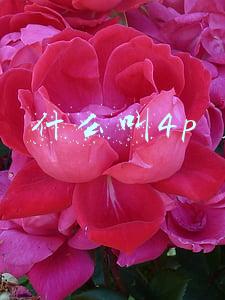 什么叫4p理论(4P理论和4C理论)