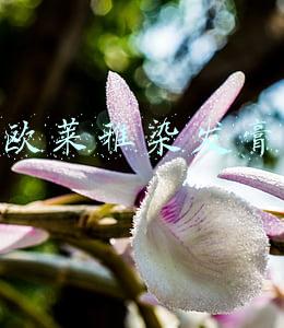 欧莱雅染发膏