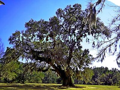 小说在线阅读器